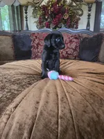 Bella, a female Labrador Retriever for sale in Manchester, TN – 1 of 8