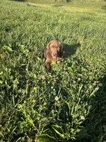 Bear, a male Labrador Retriever for sale in Manchester, TN – 8 of 9