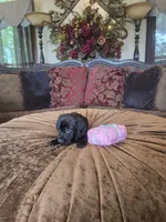 Onyx, a female Labrador Retriever for sale in Manchester, TN – 3 of 8