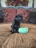 MidKnight, a male Labrador Retriever for sale in Manchester, TN – 6 of 8