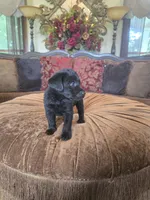Maxwell, a male Labrador Retriever for sale in Manchester, TN – 4 of 9