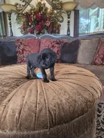 Bella, a female Labrador Retriever for sale in Manchester, TN – 6 of 8