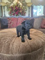 Maxwell, a male Labrador Retriever for sale in Manchester, TN – 7 of 9