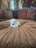 Biscuit, a male Labrador Retriever for sale in Manchester, TN – 1 of 5