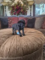 Bella, a female Labrador Retriever for sale in Manchester, TN – 2 of 8