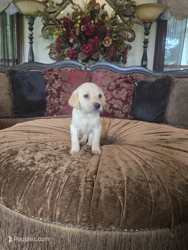 Sunny – Labrador Retriever puppy for sale in Manchester, TN