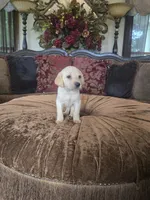 Sunny, a female Labrador Retriever for sale in Manchester, TN – 1 of 8