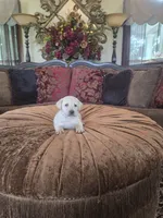 Biscuit, a male Labrador Retriever for sale in Manchester, TN – 4 of 5