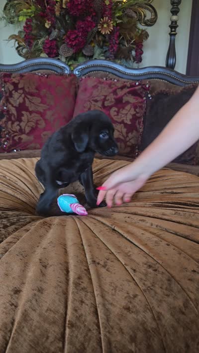 Bella, a female Labrador Retriever for sale in Manchester, TN – 8 of 8