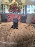 Maxwell, a male Labrador Retriever for sale in Manchester, TN – 6 of 9