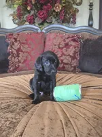 MidKnight, a male Labrador Retriever for sale in Manchester, TN – 5 of 8