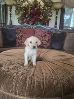 Sunny, a female Labrador Retriever for sale in Manchester, TN – 2 of 8