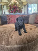 Maxwell, a male Labrador Retriever for sale in Manchester, TN – 3 of 9