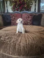 Sunny, a female Labrador Retriever for sale in Manchester, TN – 3 of 8