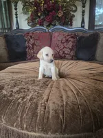 Sunny, a female Labrador Retriever for sale in Manchester, TN – 6 of 8