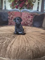 Duke, a male Labrador Retriever for sale in Manchester, TN – 4 of 8