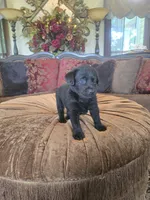 Maxwell, a male Labrador Retriever for sale in Manchester, TN – 2 of 9