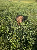 Bear, a male Labrador Retriever for sale in Manchester, TN – 4 of 9