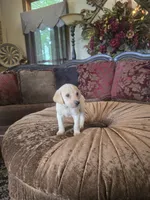 Sunny, a female Labrador Retriever for sale in Manchester, TN – 5 of 8