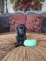 MidKnight, a male Labrador Retriever for sale in Manchester, TN – 2 of 8
