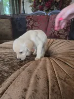 Sunny, a female Labrador Retriever for sale in Manchester, TN – 7 of 8