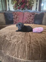 Onyx, a female Labrador Retriever for sale in Manchester, TN – 1 of 8