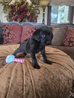 Bella, a female Labrador Retriever for sale in Manchester, TN – 3 of 8