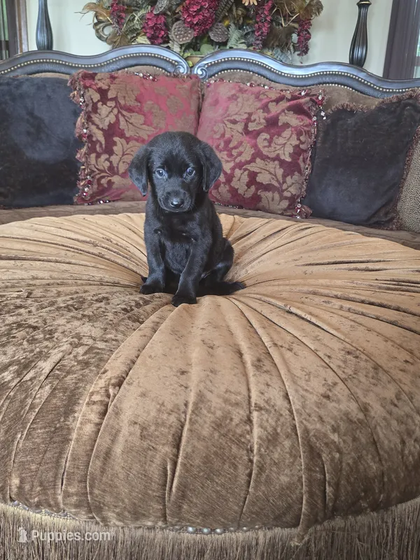 Duke – Labrador Retriever puppy for sale in Manchester, TN