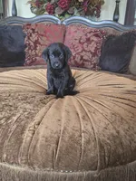 Duke, a male Labrador Retriever for sale in Manchester, TN – 1 of 8