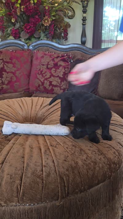 Maxwell, a male Labrador Retriever for sale in Manchester, TN – 9 of 9