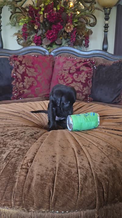 MidKnight, a male Labrador Retriever for sale in Manchester, TN – 8 of 8