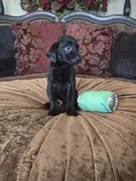 MidKnight, a male Labrador Retriever for sale in Manchester, TN – 4 of 8