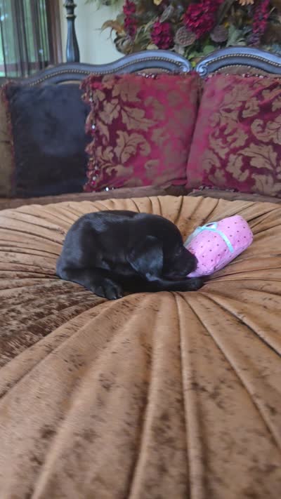 Onyx, a female Labrador Retriever for sale in Manchester, TN – 8 of 8