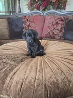 Duke, a male Labrador Retriever for sale in Manchester, TN – 6 of 8