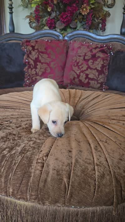 Sunny, a female Labrador Retriever for sale in Manchester, TN – 8 of 8