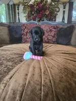 Bella, a female Labrador Retriever for sale in Manchester, TN – 7 of 8