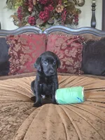 MidKnight, a male Labrador Retriever for sale in Manchester, TN – 1 of 8