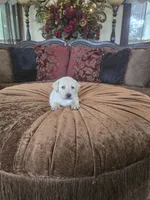 Biscuit, a male Labrador Retriever for sale in Manchester, TN – 3 of 5