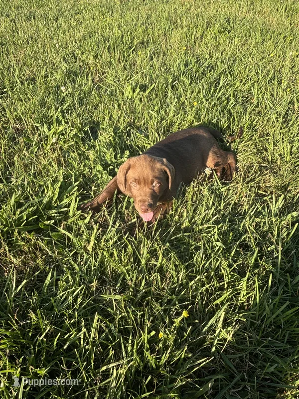 Bear – Labrador Retriever puppy for sale in Manchester, TN