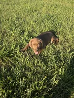 Bear, a male Labrador Retriever for sale in Manchester, TN – 1 of 9
