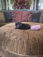 Onyx, a female Labrador Retriever for sale in Manchester, TN – 6 of 8