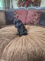 Duke, a male Labrador Retriever for sale in Manchester, TN – 5 of 8