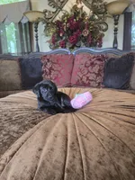 Onyx, a female Labrador Retriever for sale in Manchester, TN – 7 of 8