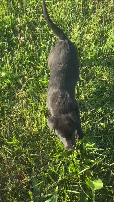 Jet, a female Labrador Retriever for sale in Manchester, TN – 3 of 4