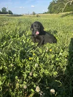 Jet, a female Labrador Retriever for sale in Manchester, TN – 2 of 4