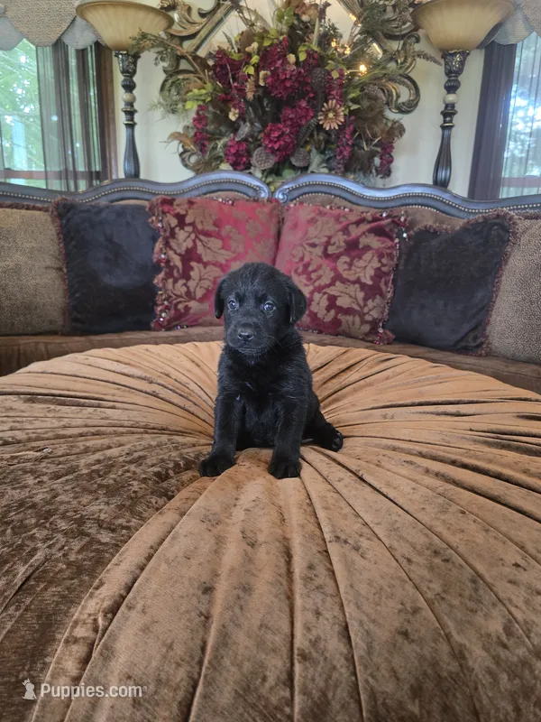 Maxwell – Labrador Retriever puppy for sale in Manchester, TN