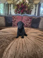 Maxwell, a male Labrador Retriever for sale in Manchester, TN – 1 of 9