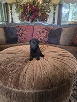 Maxwell, a male Labrador Retriever for sale in Manchester, TN – 8 of 9