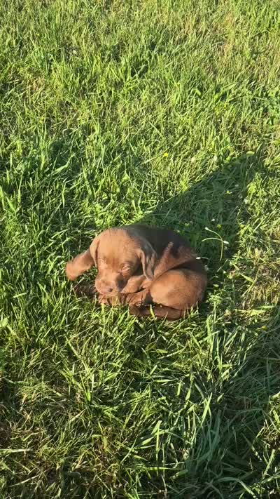 Bear, a male Labrador Retriever for sale in Manchester, TN – 3 of 9