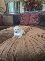 Biscuit, a male Labrador Retriever for sale in Manchester, TN – 2 of 5